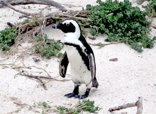 IMG_0702.African.penguin